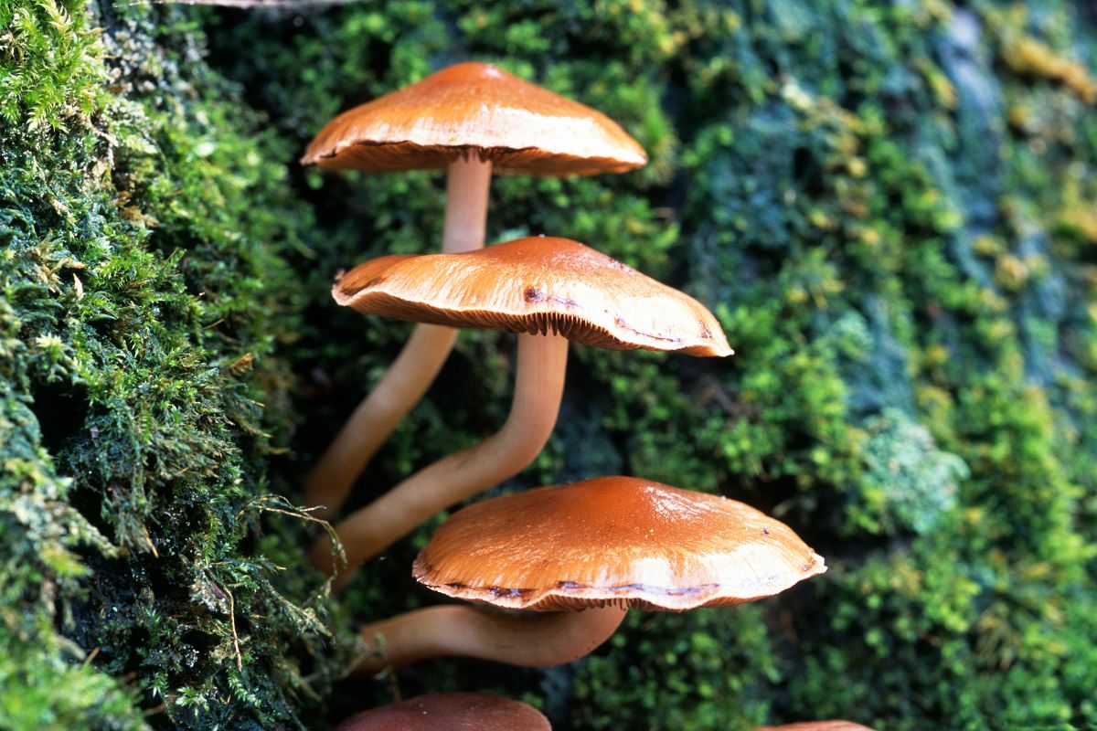 Cueillette de champignons en forêt : ce que dit la loi française
